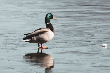 wild duck on the water in the park