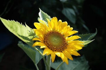 Sunflower is blooming and green leaves