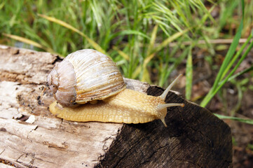 An ordinary in shell garden snail crawling on a stump.