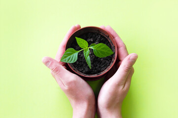 Woman holding pot with seedling on green background.