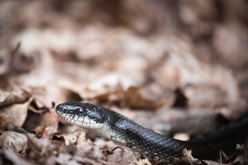A North American Black Snake slithers through leaves on the forest floor. Black snakes are generally harmless. They are also known as Rat Snakes and are not poisonous.