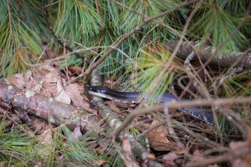 A North American Black Snake slithers through leaves on the forest floor. Black snakes are generally harmless. They are also known as Rat Snakes and are not poisonous.