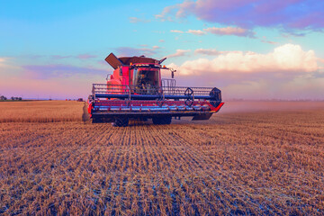 Fototapeta premium Harvesting grain in the field. Bright, morning, summer landscape with a combine harvester.
