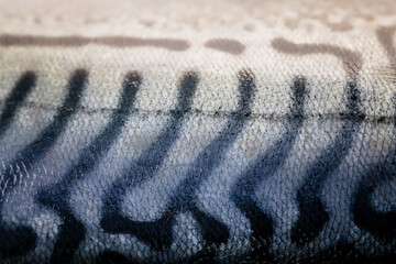 Food texture. Close-up fresh mackerel on a dark background.