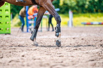 Detail of horse during horse showjumping competition. Close up photo of horse accesories, saddle,...