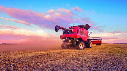 Harvesting grain in the field. Bright, morning, summer landscape with a combine harvester.