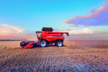 Fototapeta premium Harvesting grain in the field. Bright, morning, summer landscape with a combine harvester.