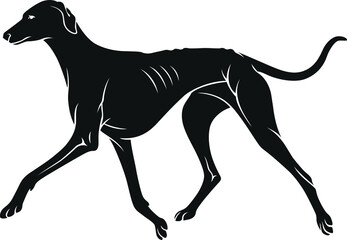 Simple vector of Azawakh Dog