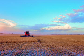Naklejka premium Harvesting of grain crops in the field, a bright summer landscape with a combine harvester.