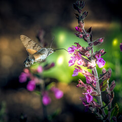 Taubenschwänzchen Macroglossum stellatarum