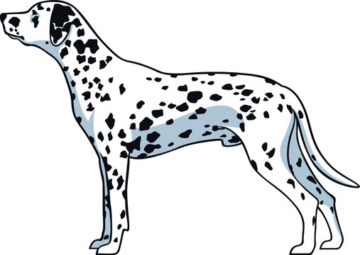 Simple Vector of Dalmatian Dog