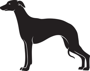 Simple Vector of Whippet Dog