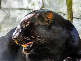 PantherTiger closeup with selective focus