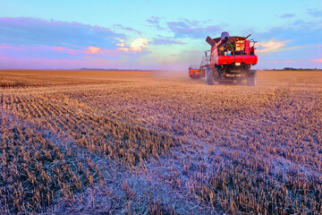 Fototapeta premium Harvesting grain in the field. Bright, morning, summer landscape with a combine harvester.