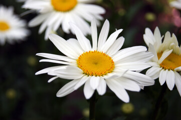 Chamomile flower blooming on a background of blurry flowers of chamomile.