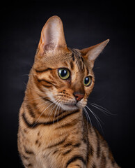 Portrait of an Bengal cat of 8 month old, looking sideways, isolated on black background