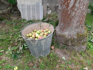 bucket of apples on rural ground
