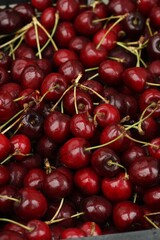 Juicy delicious cherries on the market macro