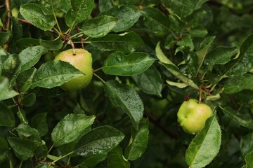 Obraz premium Green apples on a tree in the garden 
