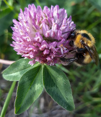 bumblebee on a clover flower