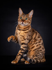 Fototapeta na wymiar Portrait of a Bengal cat of 8 month old, with his paw in the air, looking to the left, isolated on black background