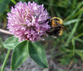bee on a flower