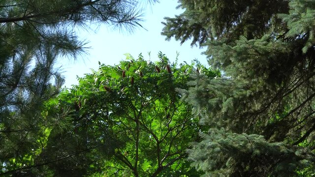 Rhus typhina tree. Strong wind sways branches of tree. Blue sky as background. Close-up. Beautiful tree Rhus typhina (Staghorn sumac, Anacardiaceae). Nature of the North Caucasus. 
