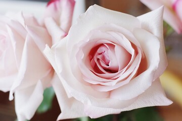 Beautiful pink rose in a vase macro