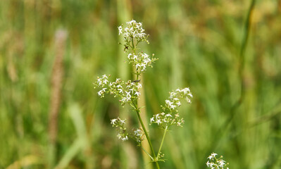 Galium boreale