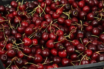 Juicy delicious cherries on the market macro