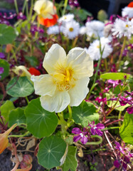 colorful flowers in the garden