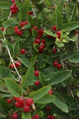 Tree with red berries in the garden