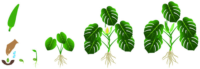 Cycle of growth of a monstera or split-leaf philodendron (Monstera deliciosa) plant on a white background. © zxczxc80