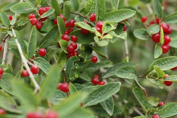 Tree with red berries in the garden