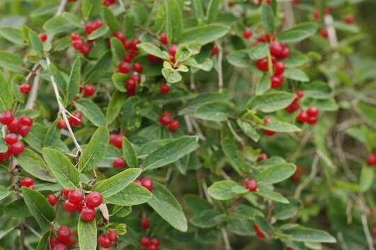 Tree with red berries in the garden