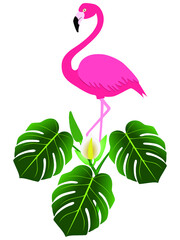 Pink flamingo and monstera or split-leaf philodendron (Monstera deliciosa).