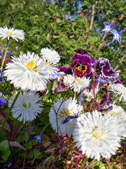 daisies in a garden