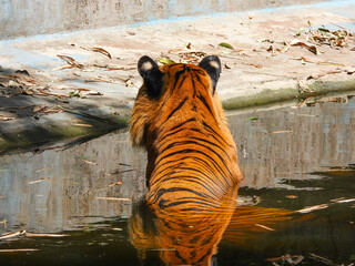 Bengal Tiger closeup with selective focus