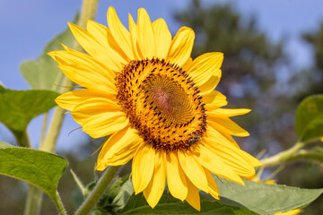 Obraz premium Beautiful Sunflowers
