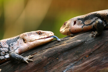 Blue-tongued skinks They are commonly called blue-tongued lizards or simply blue-tongues or blueys in Australia.