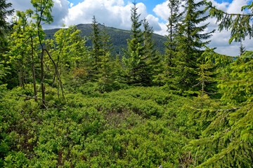 Las w Karkonoszach © Rafal