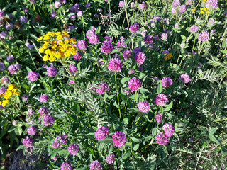 meadow flowers and grasses