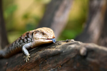 Blue-tongued skinks They are commonly called blue-tongued lizards or simply blue-tongues or blueys in Australia.