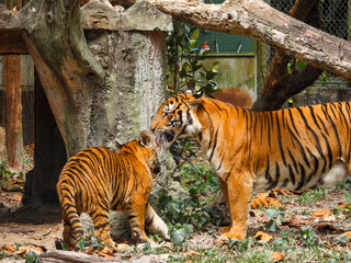 Fototapeta na wymiar Bengal Tiger closeup with selective focus