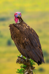 A beautiful Lappet-faced Vulture perched