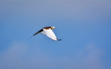 Pheasant-tailed jacana flying over green farm field