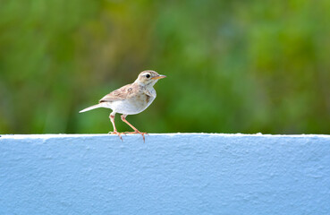 Paddyfield pipit stting on white wall