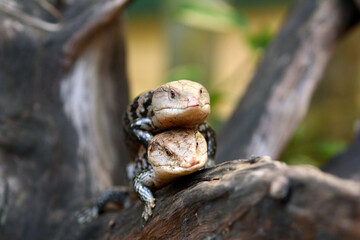 Blue-tongued skinks They are commonly called blue-tongued lizards or simply blue-tongues or blueys in Australia.
