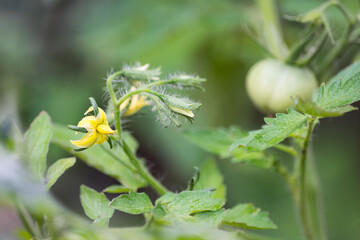 Tomato plant with flowers and fruits, grown in the organic garden