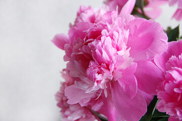 lush pink peonies close up